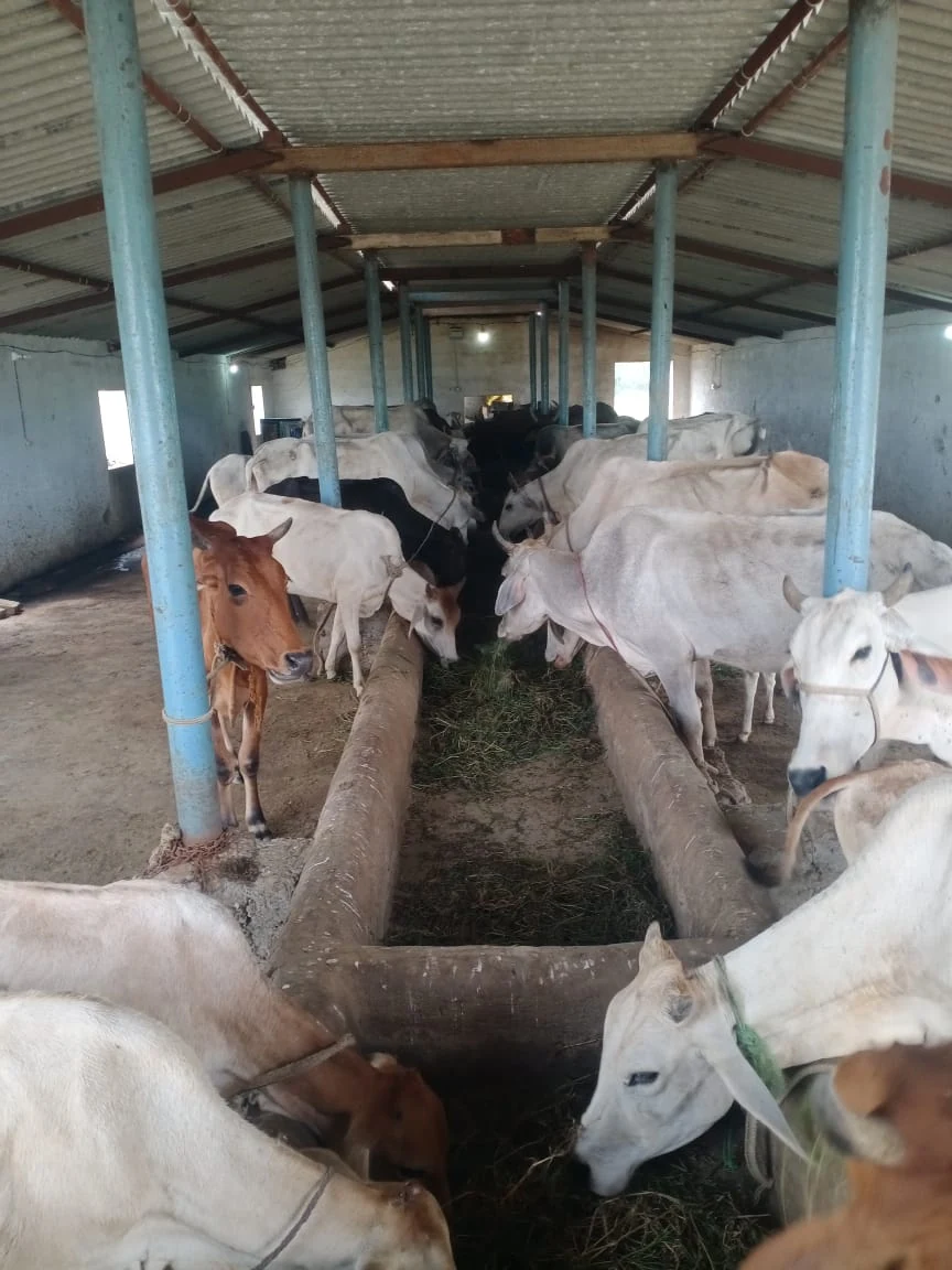 Dogs & Cows Seva — photo 1