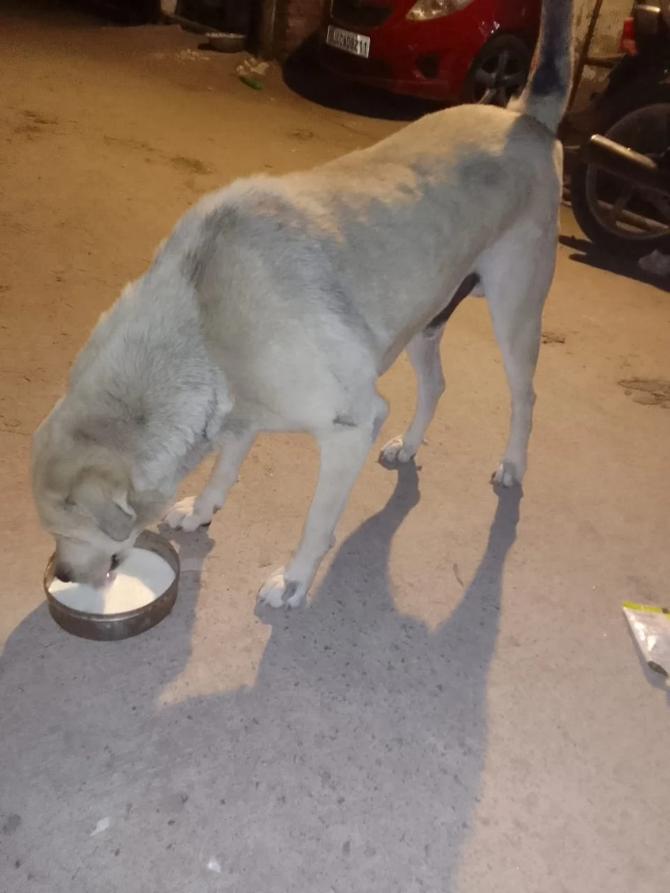 Dogs & Cows Seva — photo 2