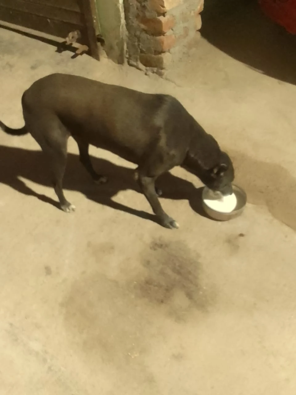 Dogs & Cows Seva — photo 3