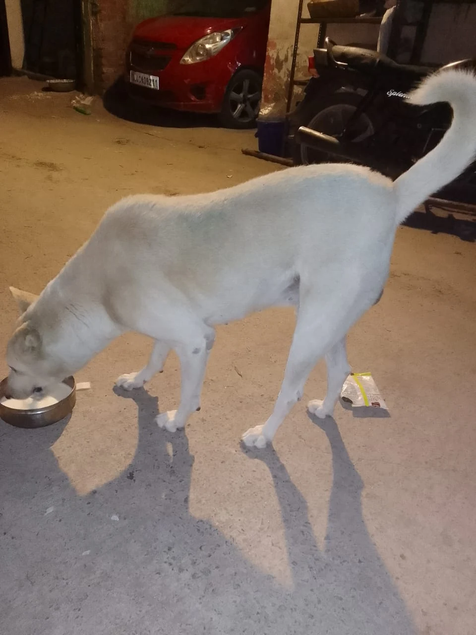 Dogs & Cows Seva — photo 4