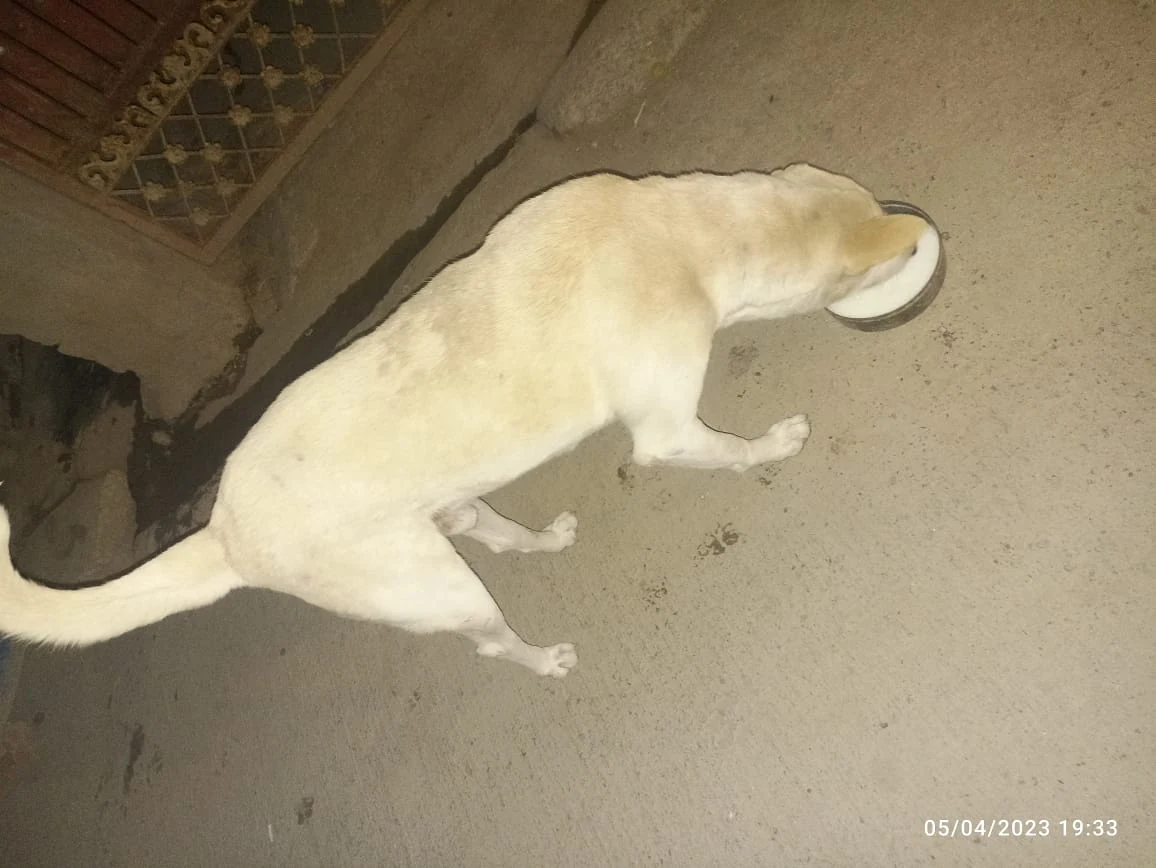 Dogs & Cows Seva — photo 5