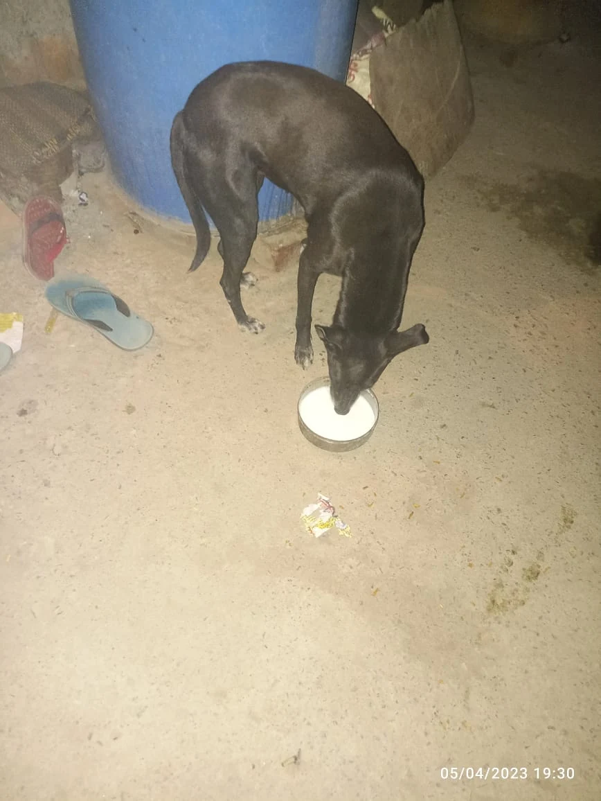 Dogs & Cows Seva — photo 6