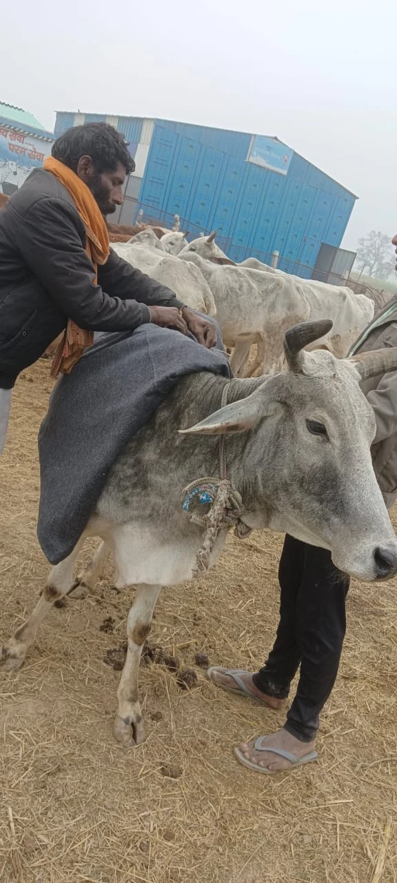 Dogs & Cows Seva — photo 7