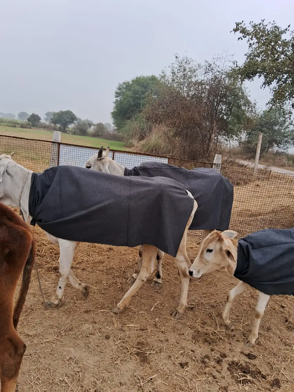 Dogs & Cows Seva — photo 8