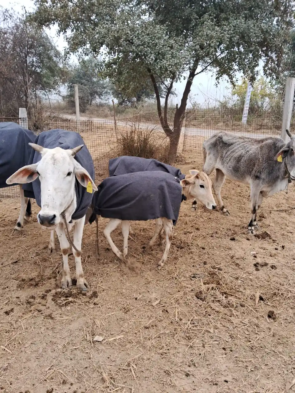 Dogs & Cows Seva — photo 9