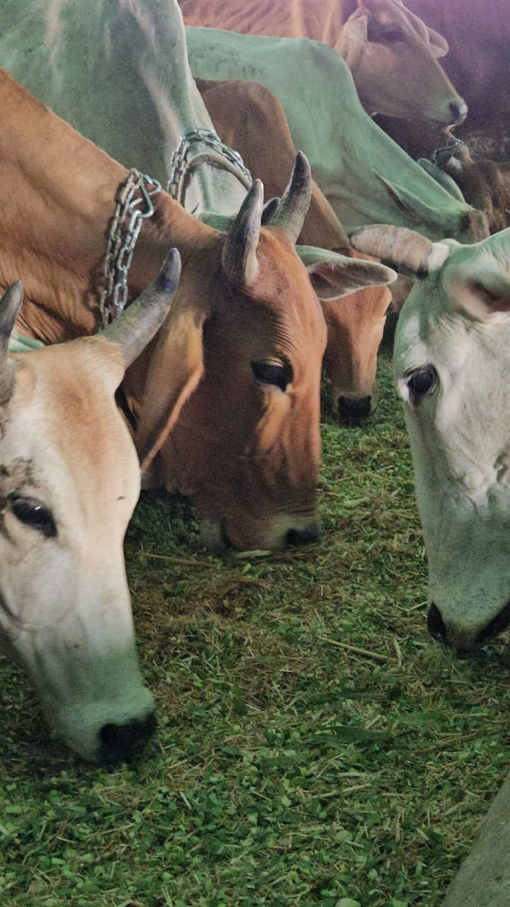 Dogs & Cows Seva — photo 10