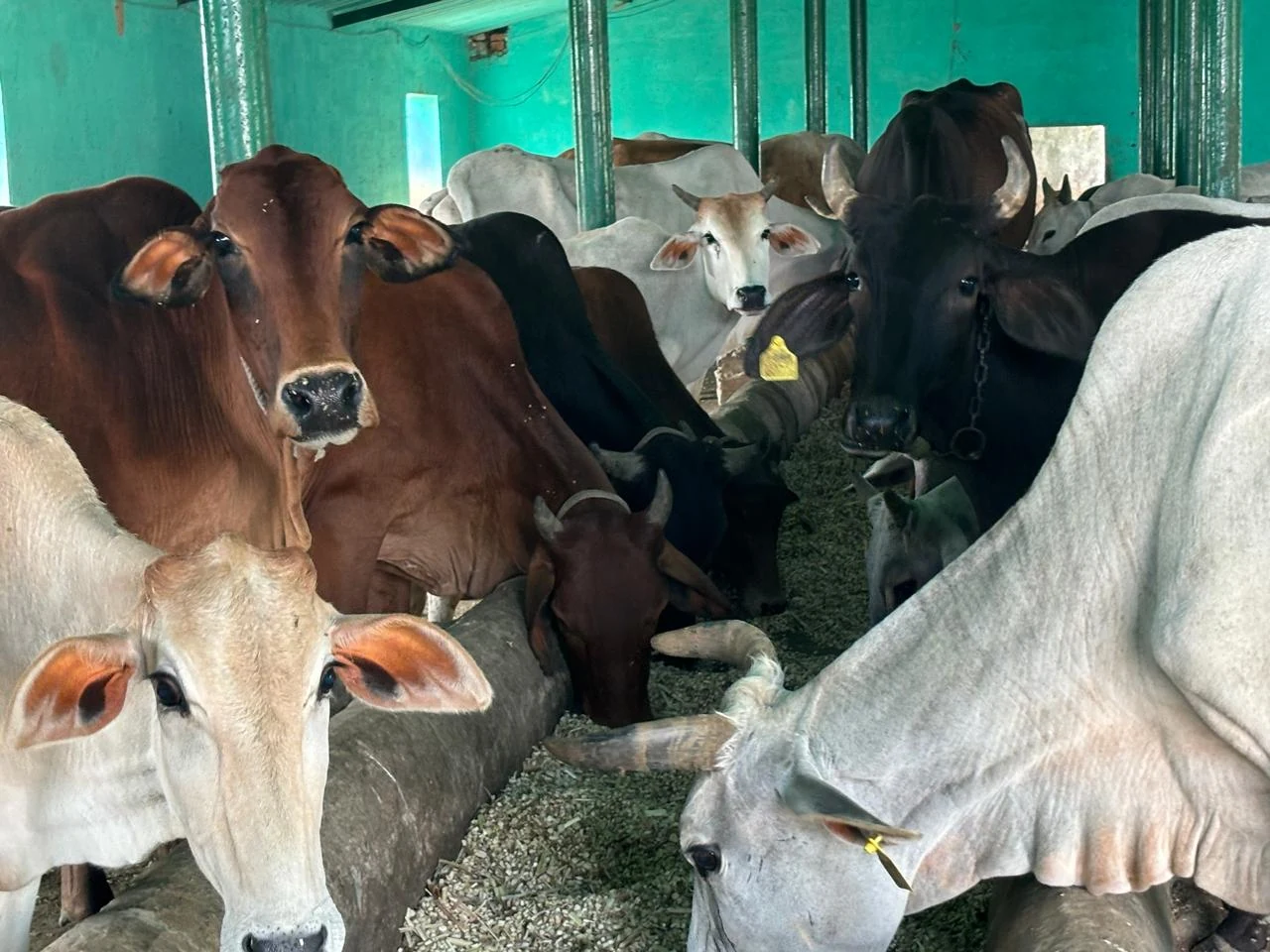 Dogs & Cows Seva — photo 13