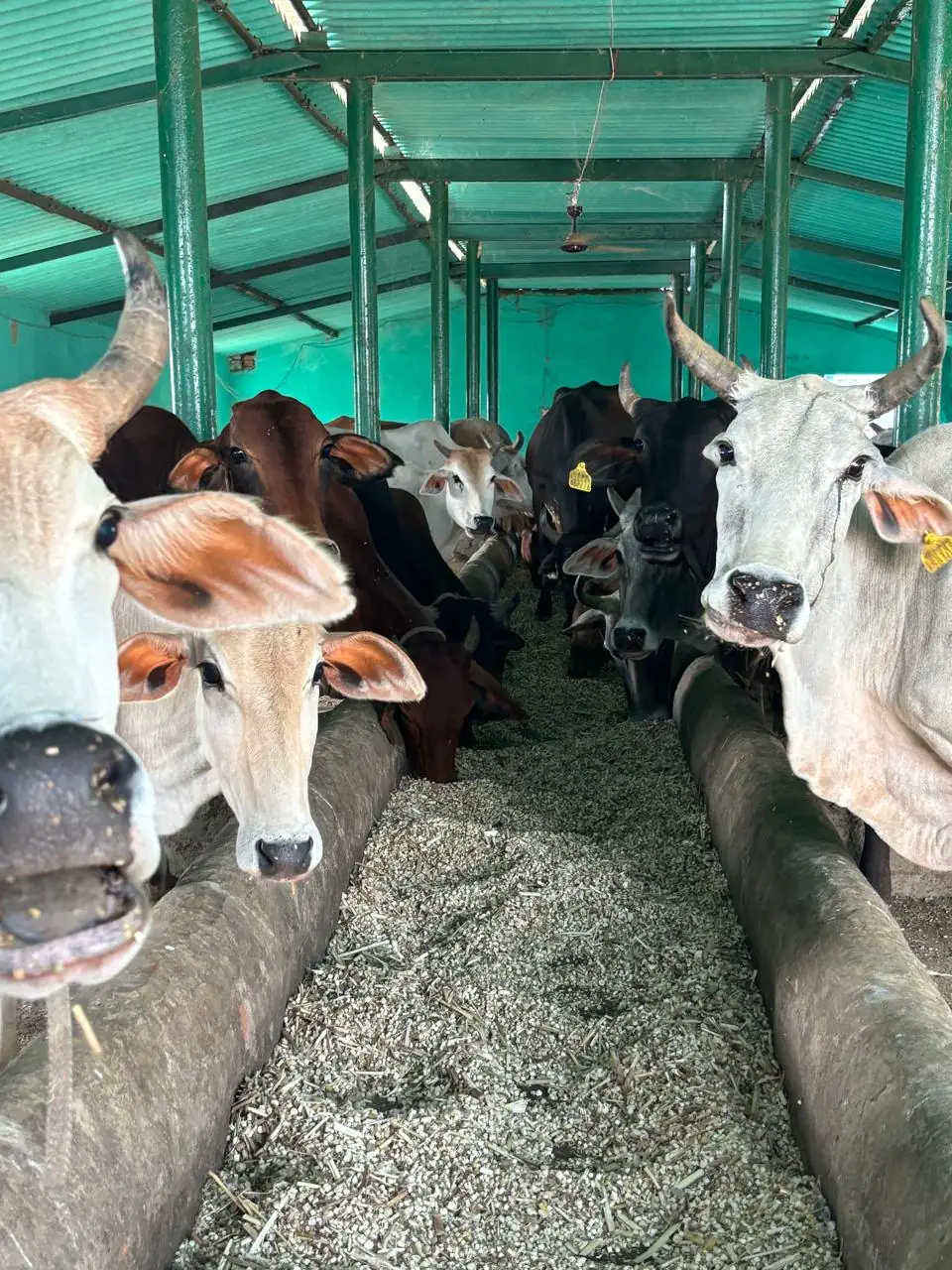 Dogs & Cows Seva — photo 14