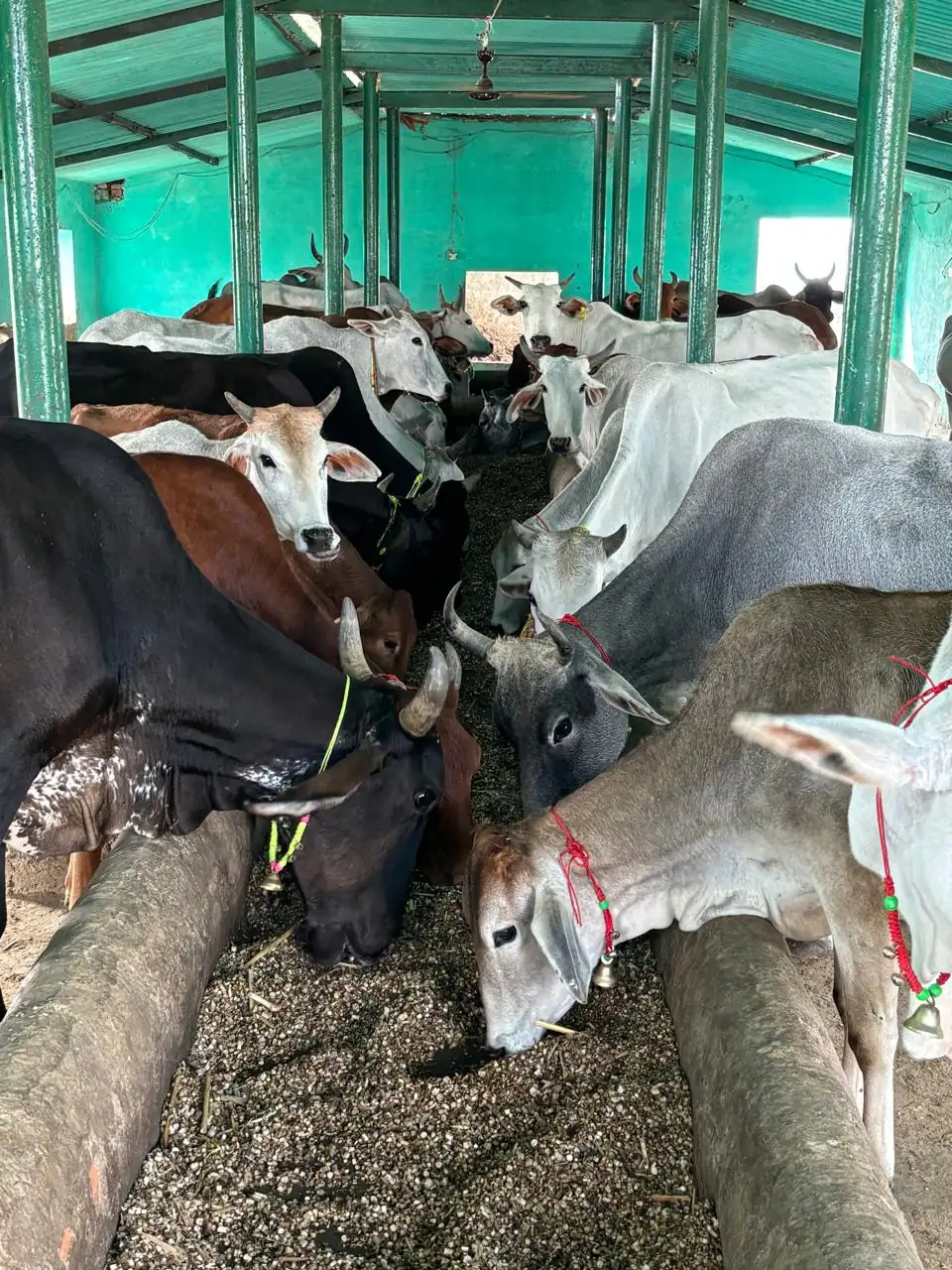 Dogs & Cows Seva — photo 15