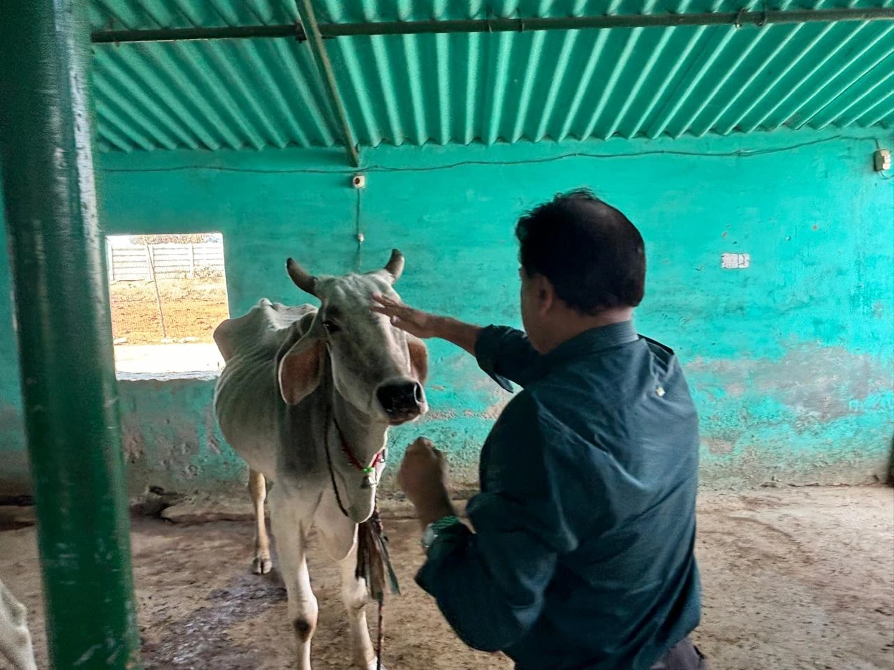 Dogs & Cows Seva — photo 16