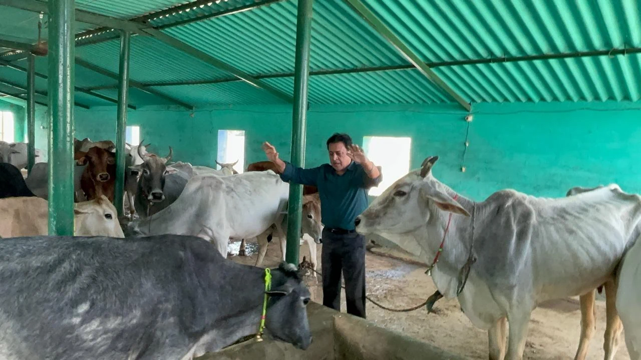 Dogs & Cows Seva — photo 17