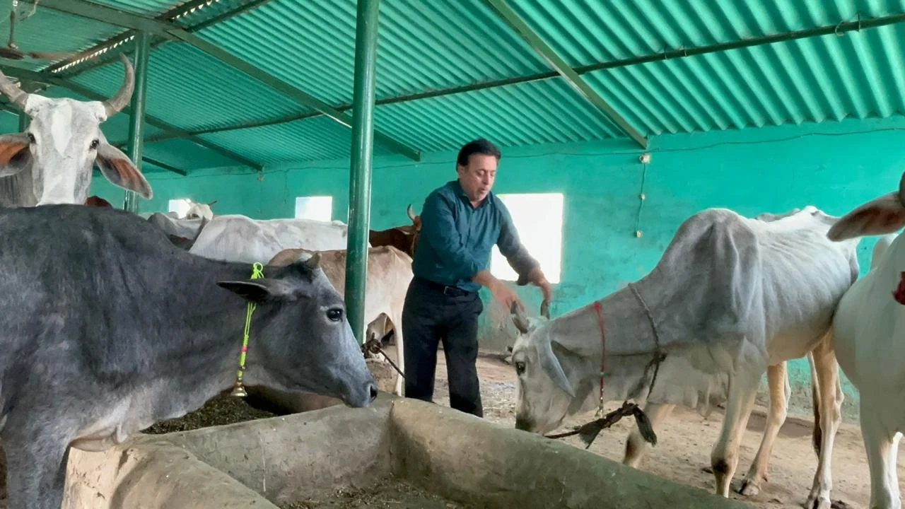 Dogs & Cows Seva — photo 18