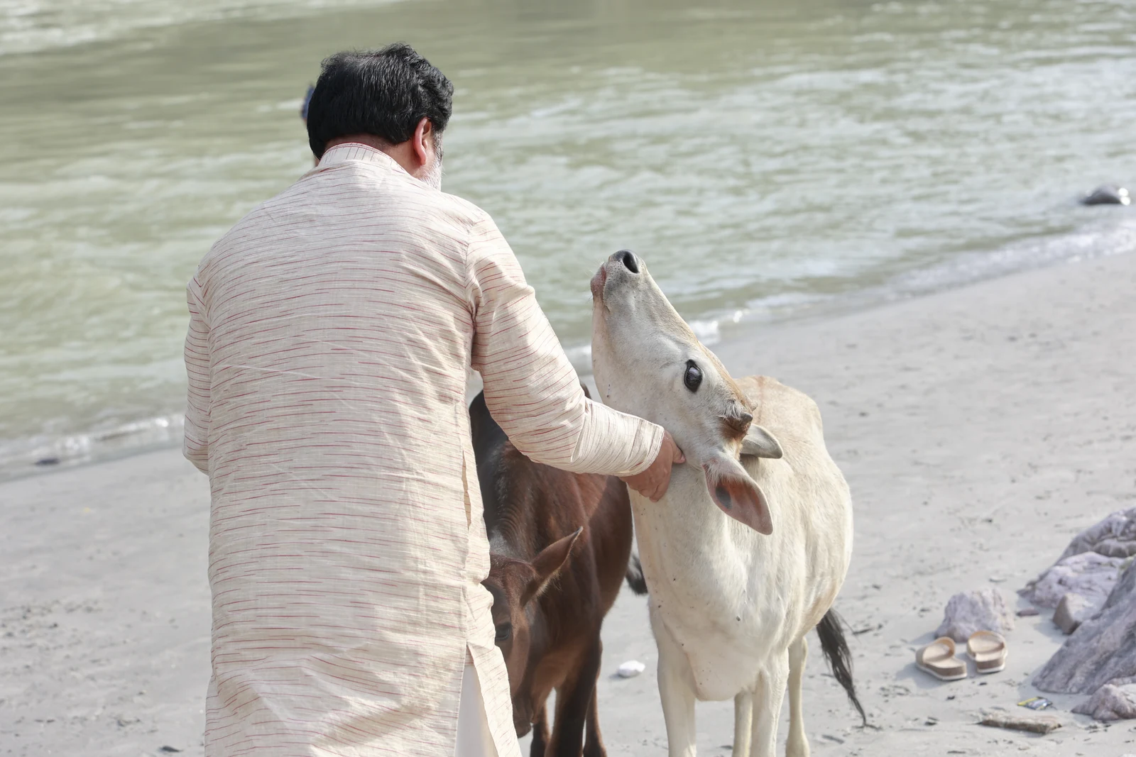 Dogs & Cows Seva — photo 20