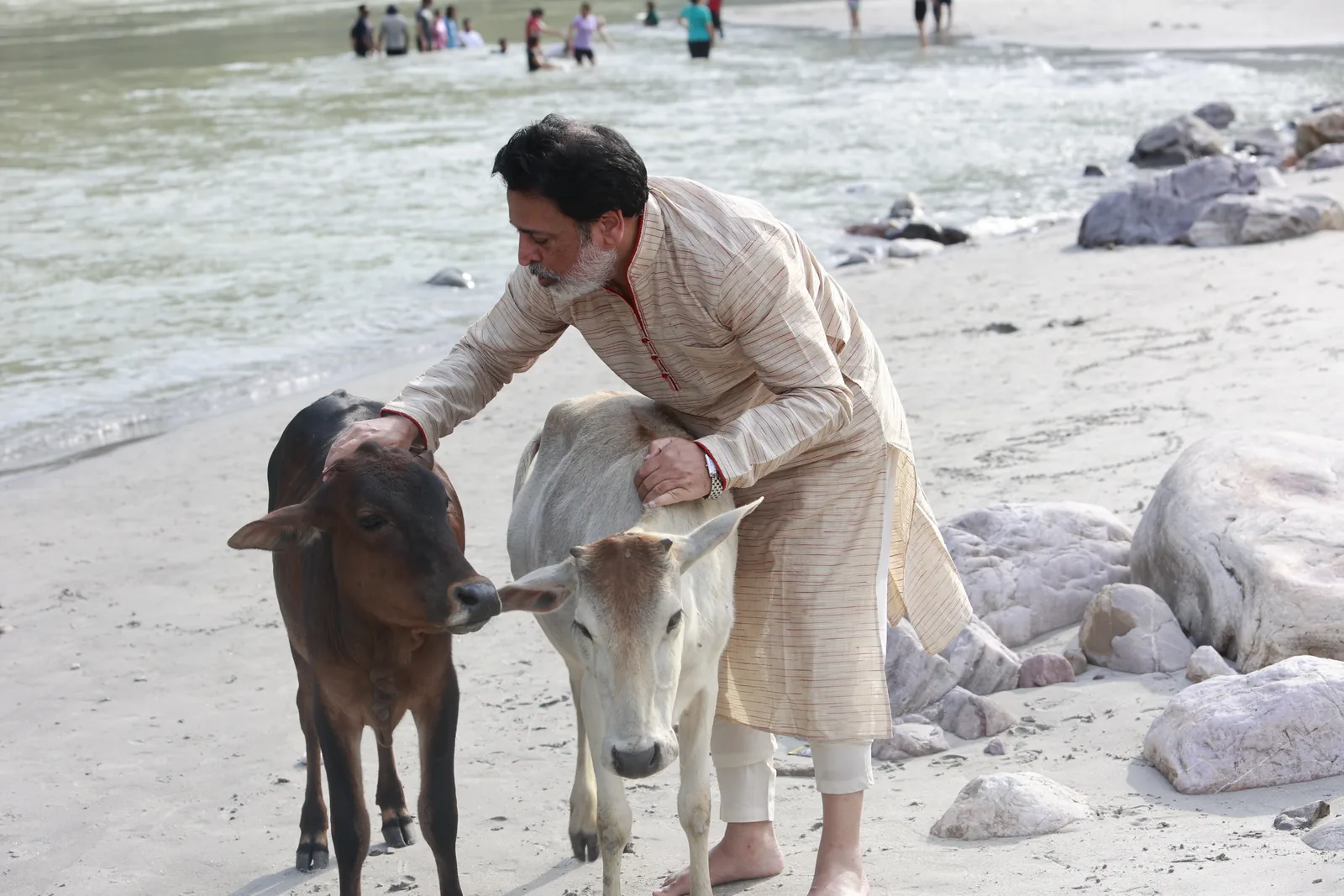 Dogs & Cows Seva — photo 21